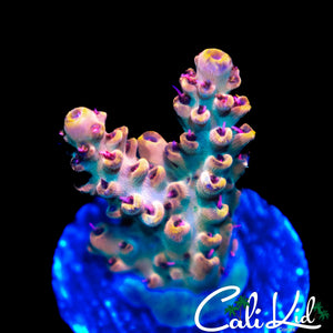 CK UNRELEASED RAINBOW ACRO