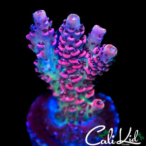HIGHLIGHTER PINK ACRO