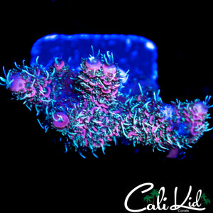 PINK FUSION MILLI