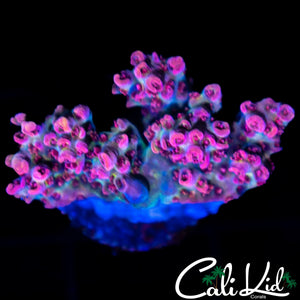 HIGHLIGHTER PINK ACRO