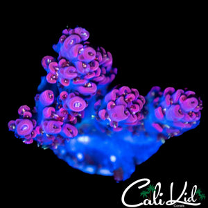 PURPLE / PINK ACRO