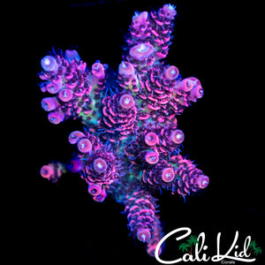 STUNNING RAINBOW MILLI CHUNK