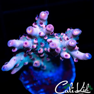 CK EUPHORIA ACRO