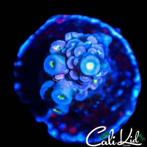 ULTRA RAINBOW TENIUS FRAG
