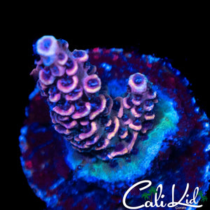 MYSTERY RAINBOW ACRO