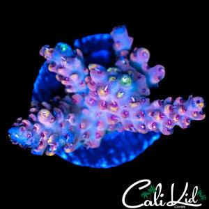 CK UNRELEASED RAINBOW ACRO