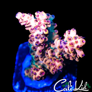 RAINBOW BANGER ACRO