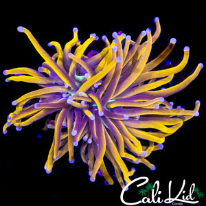 SUPER BRIGHT INDO GOLD TORCH