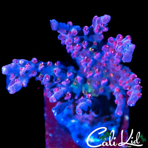 HYPER PINK ACRO