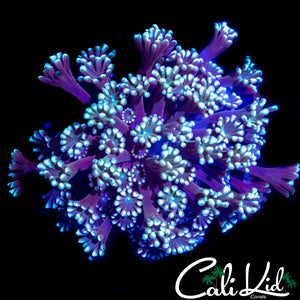 BI COLOR ALVEOPORA