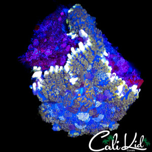 STAINED GLASS RHODACTIS DOUBLE