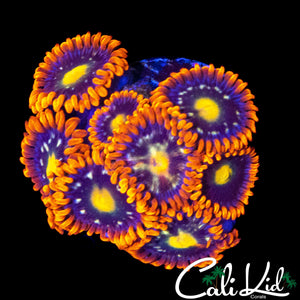 ASSORTED ZOA MINI COLONY