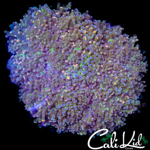 AQUACULTURED BI COLOR BRANCHING FROGSPAWN