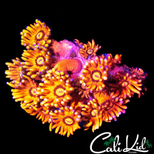 TEQUILA SUNRISE GONI