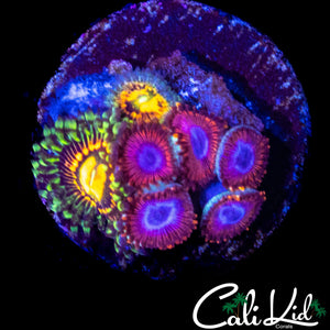 ASSORTED ZOA MINI COLONY