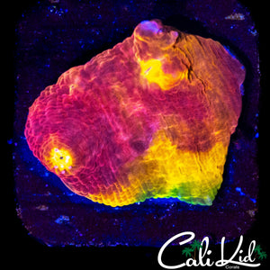 RAINBOW RIM CHALICE FRAG