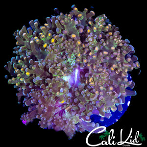 AQUACULTURED BI COLOR BRANCHING FROGSPAWN