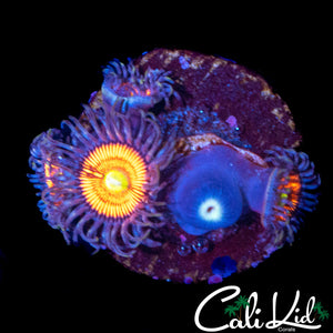 ULTRA ZOA QUAD
