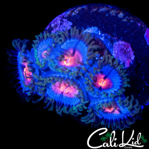 MIAMI VICE ZOA MINI COLONY