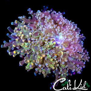 AQUACULTURED BI COLOR BRANCHING FROGSPAWN