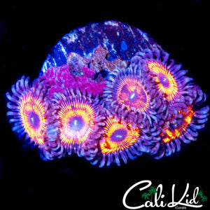 ULTRA ZOA MINI COLONY