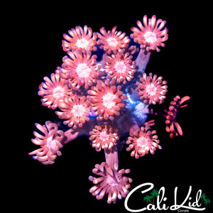 PEACH PASSION GONI