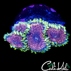 CK AOTP ZOA QUAD