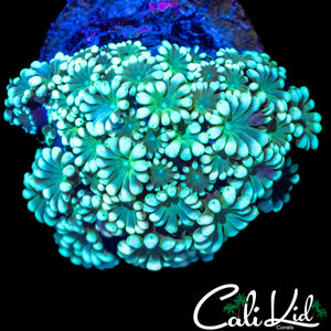 LUCKY LADY ALVEOPORA