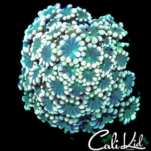 LUCKY LADY ALVEOPORA