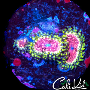 STRAWBERRY WINE ZOA TRIPLE