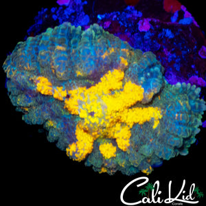 CANDY APPLE RHODACTIS