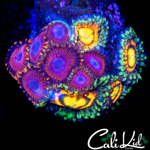 ASSORTED ZOA MINI COLONY