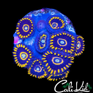 OG BLUE HORNET MINI COLONY