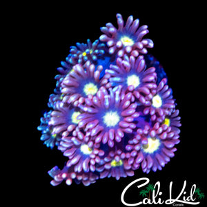 PURPLE SUNRISE GONI