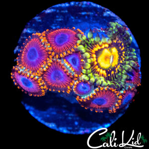 ASSORTED ZOA MINI COLONY