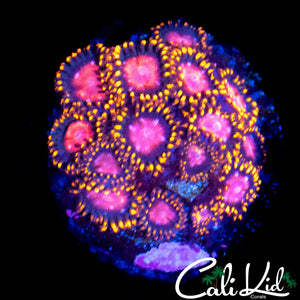 KH SUNBURST ZOA MINI COLONY