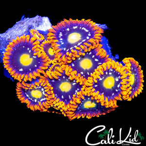 ASSORTED ZOA MINI COLONY