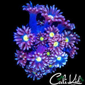 PURPLE SUNRISE GONI