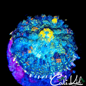 ULTRA RAINBOW RHODACTIS