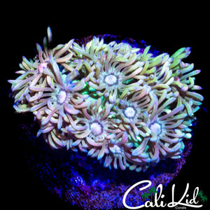 MALAYSIAN RAINBOW GONI