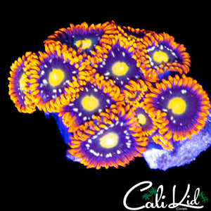 ASSORTED ZOA MINI COLONY