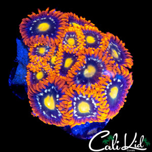 ASSORTED ZOA MINI COLONY