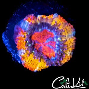 AMAZING UNRELEASED RAINBOW ACAN