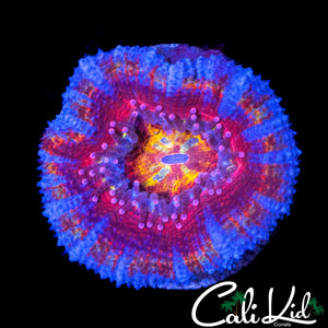 RAINBOW MOUTH ACAN