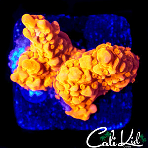 CK FLAMIN SETOSA