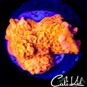 CK FLAMIN SETOSA