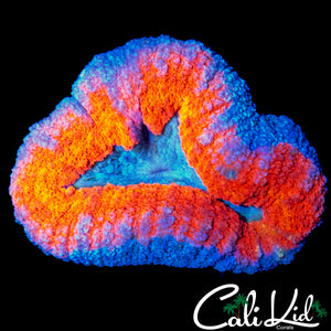RAINBOW RING LOBO