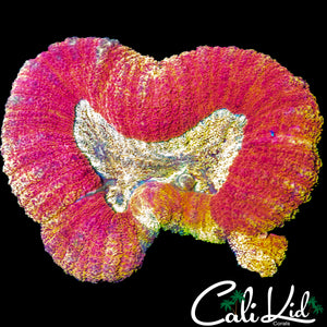 SPECKLED FLAME LOBO