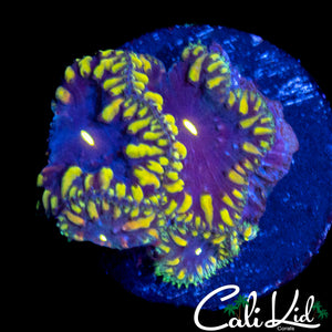 CK BLUE THUNDER BLASTO QUAD