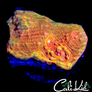 RARE RAINBOW CONVICT CHALICE